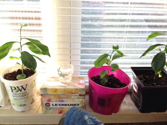 Three young citrus plants in pots.