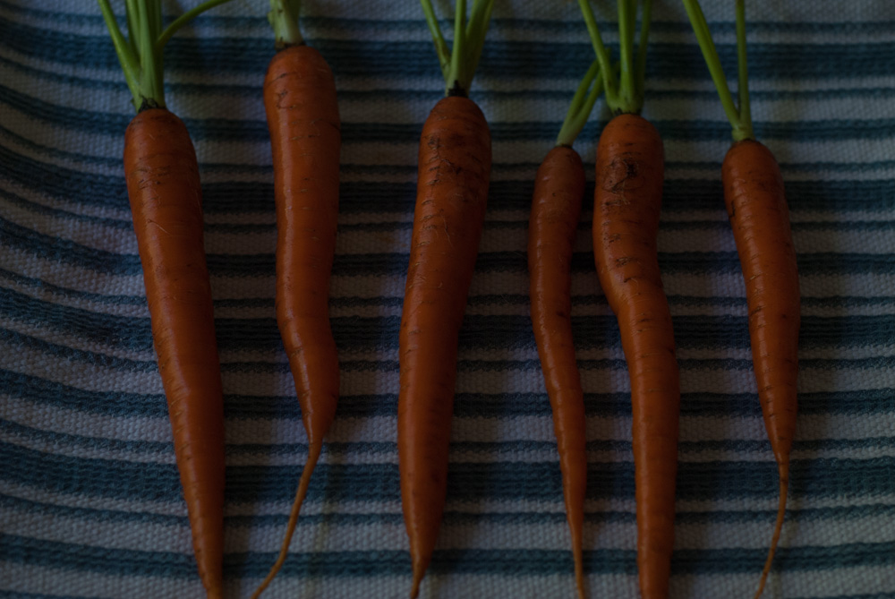 carrot-3