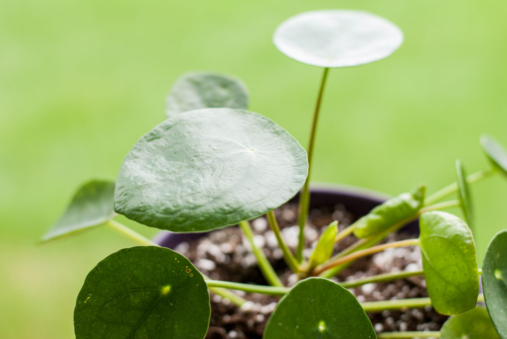 Rooting Plants from Cuttings