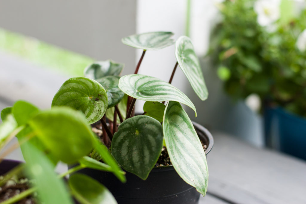 Rooting Plants from Cuttings