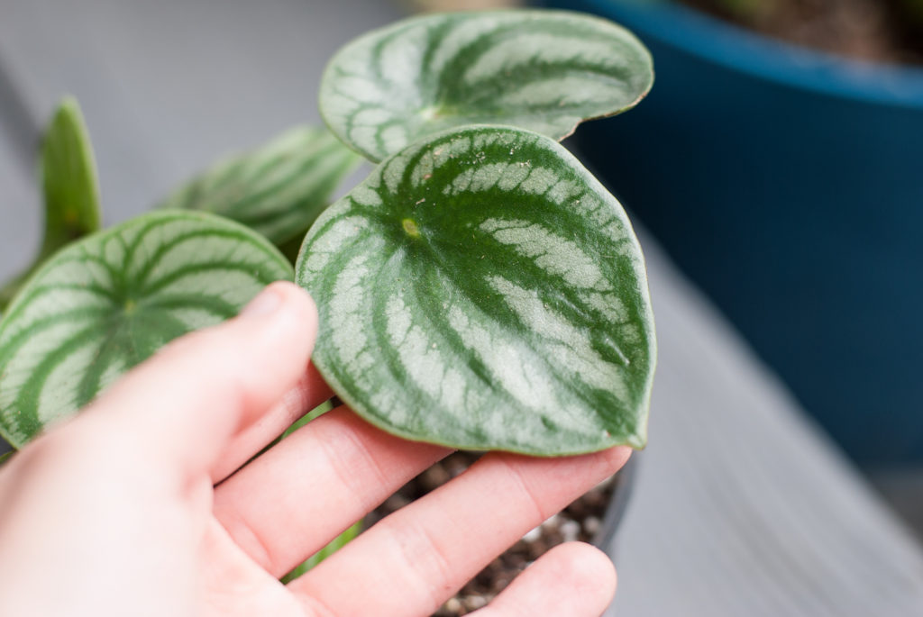 Rooting Plants from Cuttings