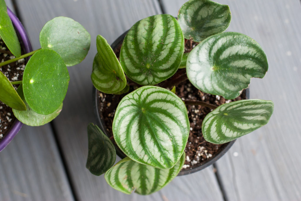 Rooting Plants from Cuttings